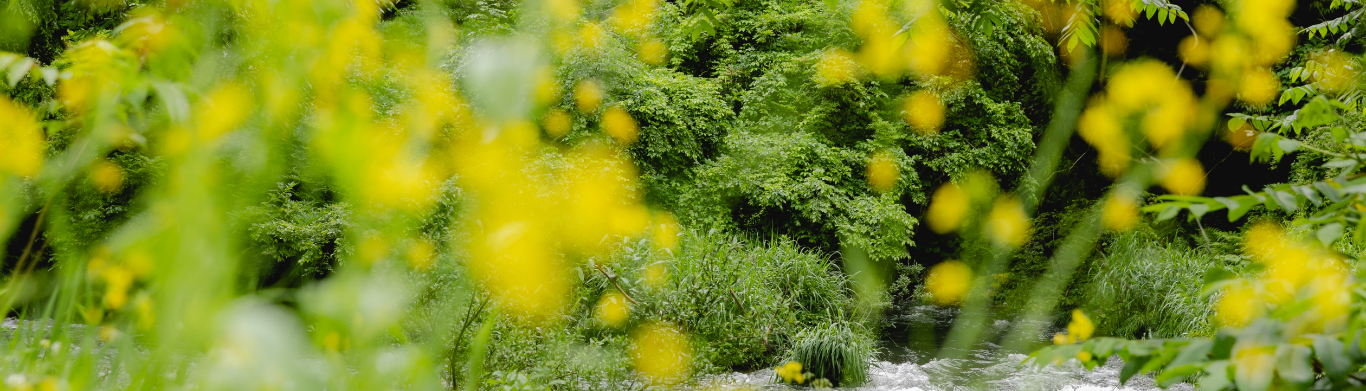 モアの森の風景